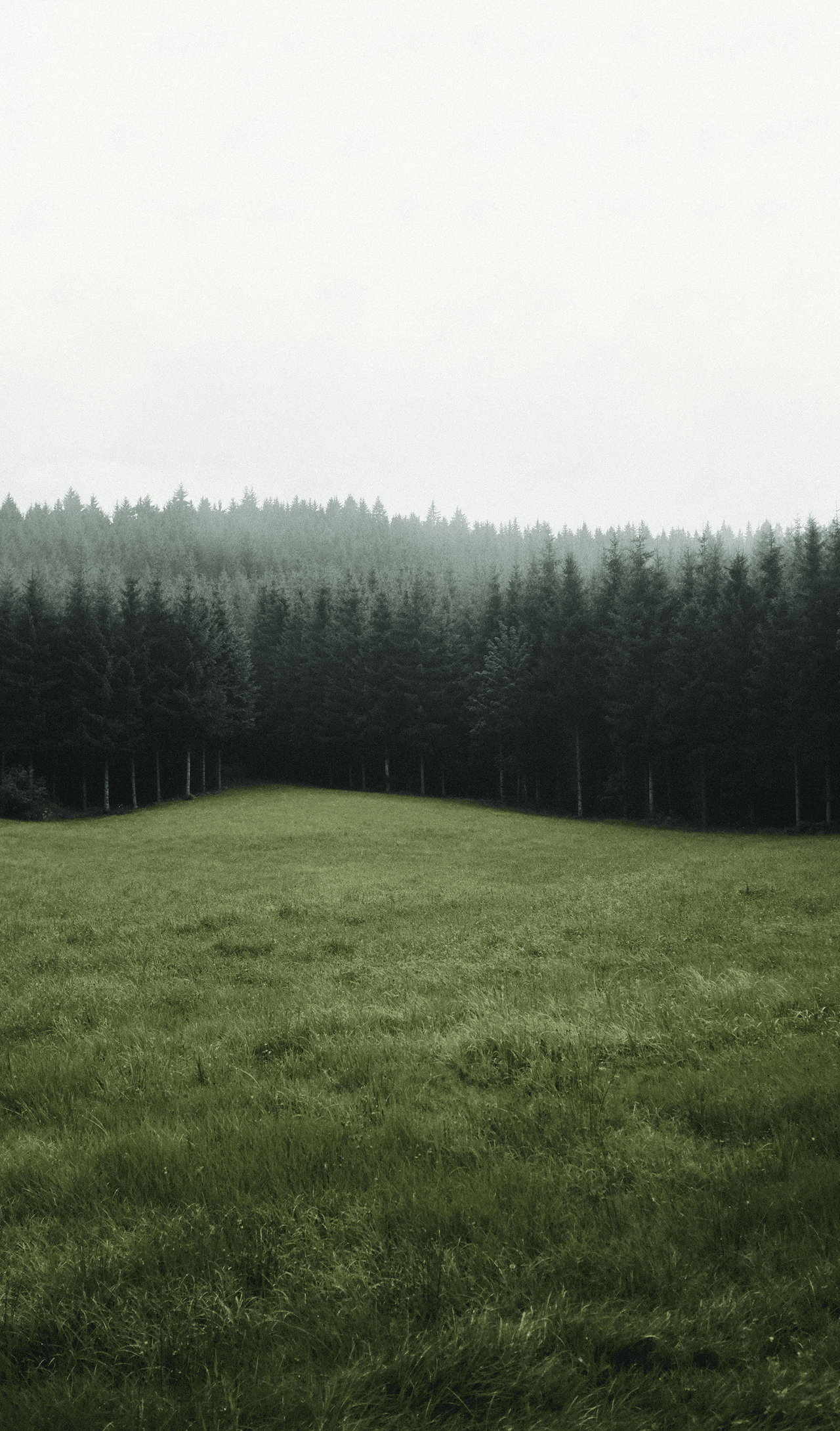 Nebliger Nadelwald über einer Wiese